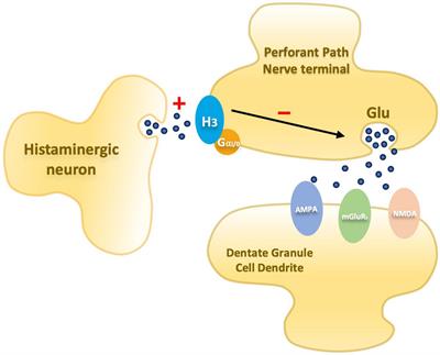 Unraveling the complex relationship between prenatal alcohol exposure, hippocampal LTP, and learning and memory